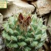 Strombocactus _disciformis _ssp.disciformis _07